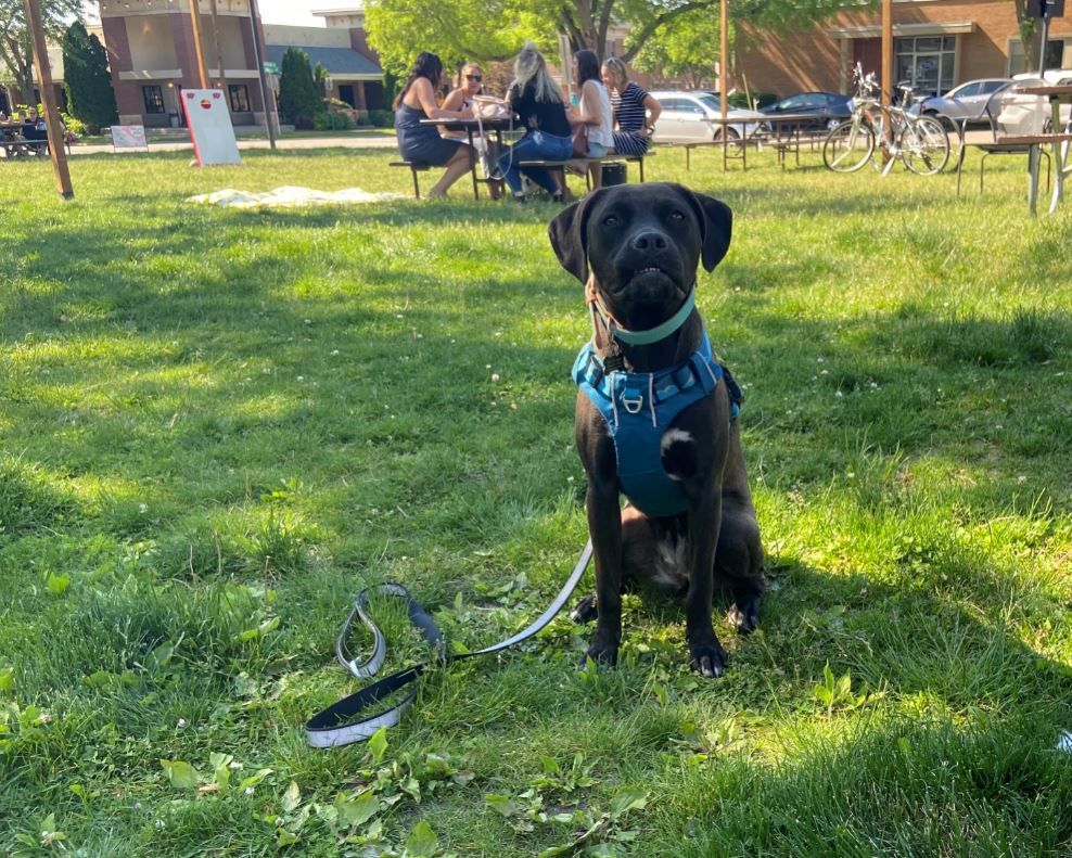 Dog at Stone Horse Green